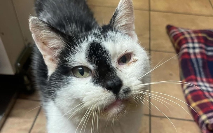 Kot z nietypowym wyglądem, z jednym okiem.