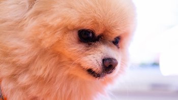 Zbiórka Ratuj Tinę - miniaturka zdjęcia