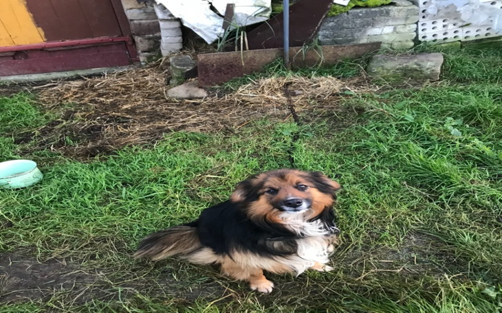 Zbiórka Ratujmy Misia wspólnymi siłami - zdjęcie główne