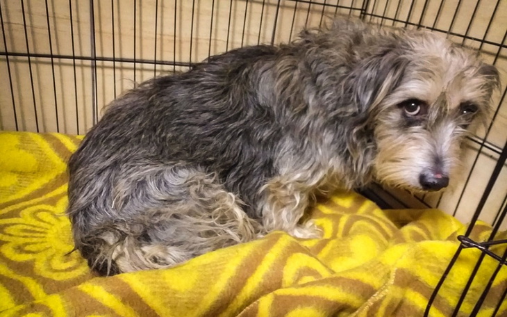 Zbiórka Psy dla których nie było nadziei - zdjęcie główne