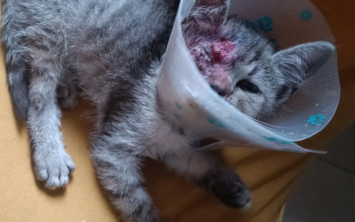 Zbiórka KociakoweLoVe pomoc - zdjęcie główne