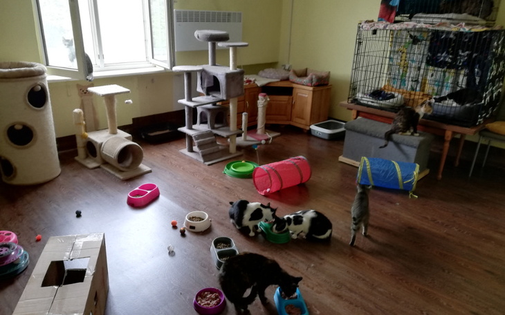 Zbiórka Kiermasz na Kocie Łakocie 4 - zdjęcie główne