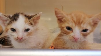 Zbiórka Maluszki walczą o życie - miniaturka zdjęcia