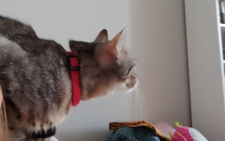 Zbiórka Zbiórka na stertylizacje - zdjęcie główne