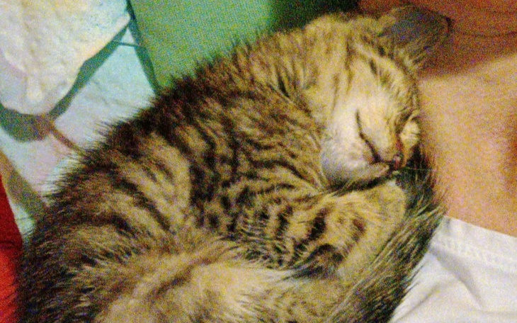 Zbiórka Leczenie i dom dla Baltazara - zdjęcie główne