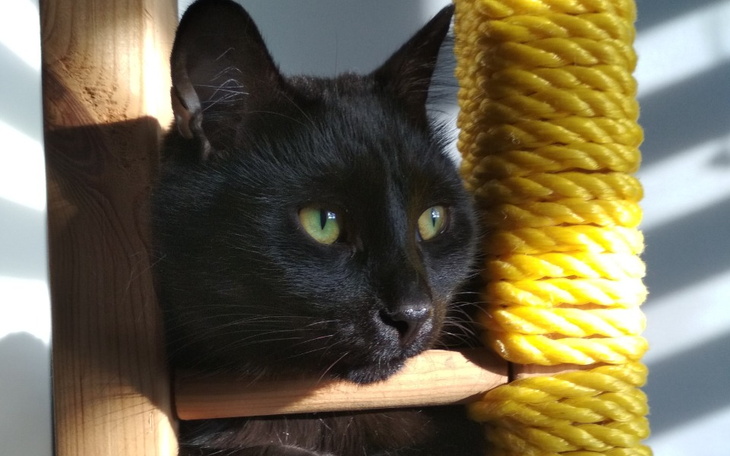 Zbiórka Tenshi - zdjęcie główne