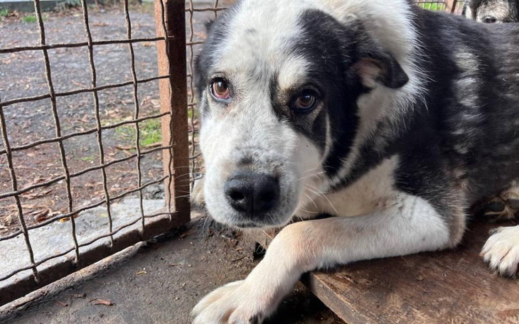 Zbiórka Lala z Ukrainy czeka na diagnoze - zdjęcie główne