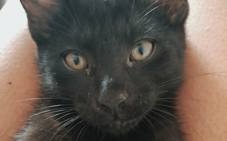 Zbiórka Pilnie potrzebna operacja łapki - zdjęcie główne