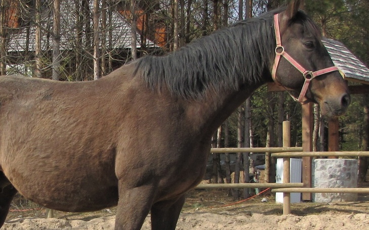 Koń w stajni, z uprzężą na szyi.