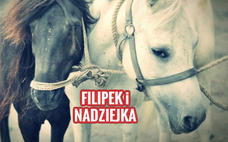 Zbiórka Nadziejka - zdjęcie główne