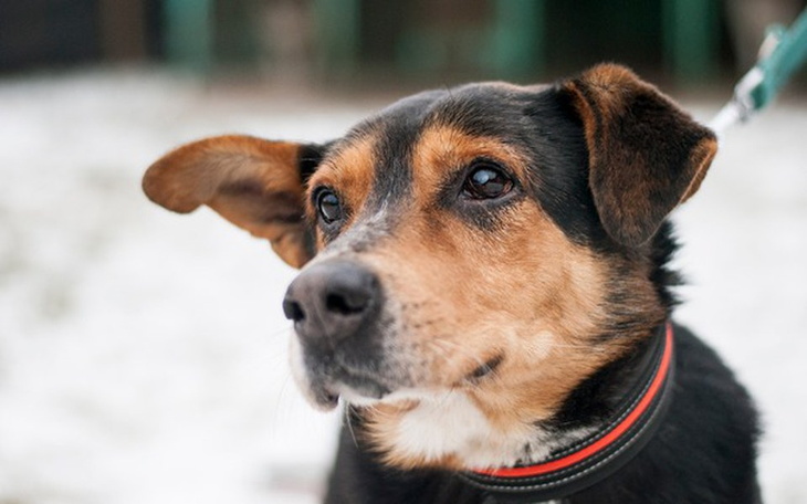 Zbiórka Kocham. Nie gryzę. - zdjęcie główne
