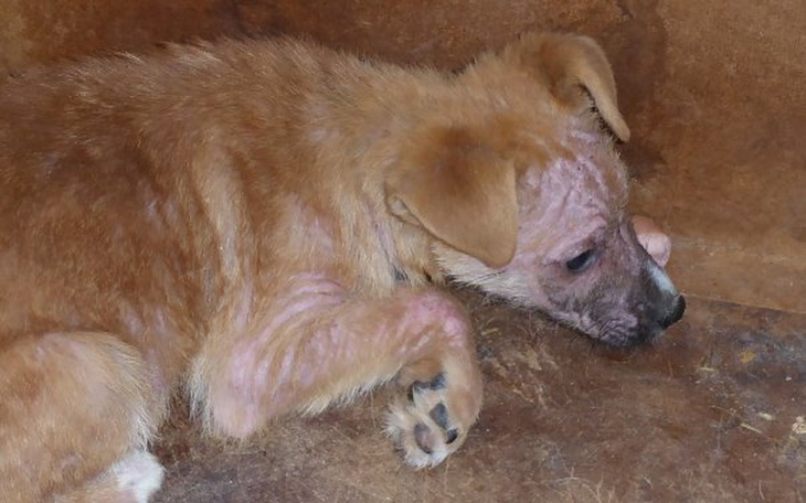 Zbiórka Dzikie szczeniaki proszą o pomoc - zdjęcie główne