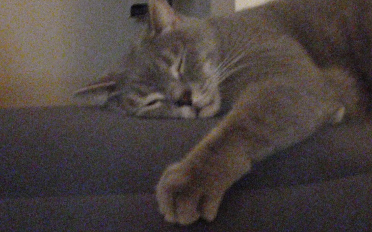 Zbiórka Pomóżcie mojemu kotu - zdjęcie główne