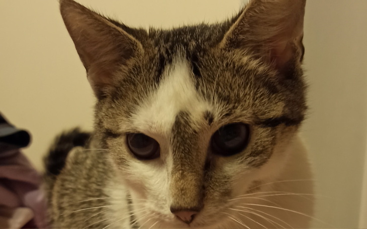 Zbiórka Na walkę o życie Komety - zdjęcie główne