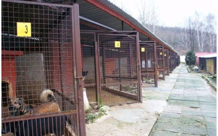 Zbiórka Ocieplenie boksów w Wałbrzychu - zdjęcie główne