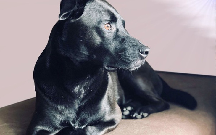 Zbiórka Ciepłe legowiska dla SCHRONISK - zdjęcie główne