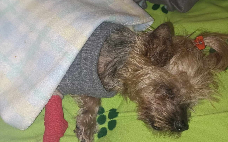 Zbiórka Zbiórka na kremację Szanelki - zdjęcie główne