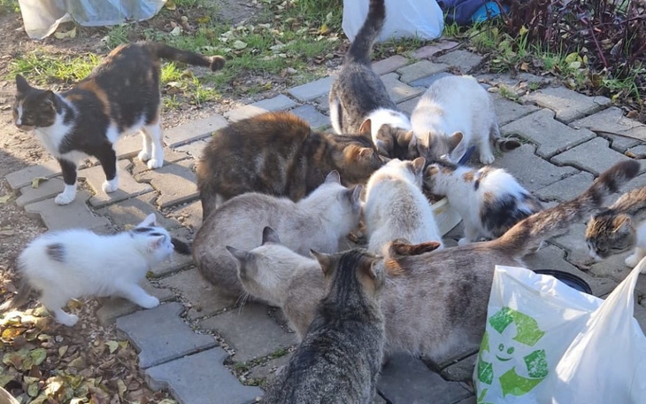 Zbiórka Wyżywienie i zabiegi kotów. - zdjęcie główne