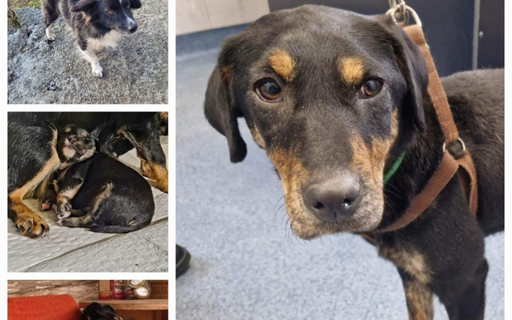 Zbiórka Zakup karmy dla psów z interwenc - zdjęcie główne