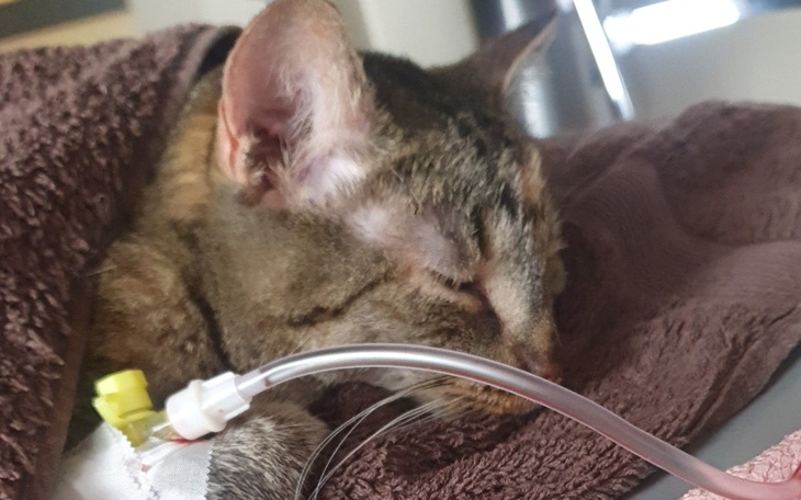 Zbiórka Nikituś - zdjęcie główne