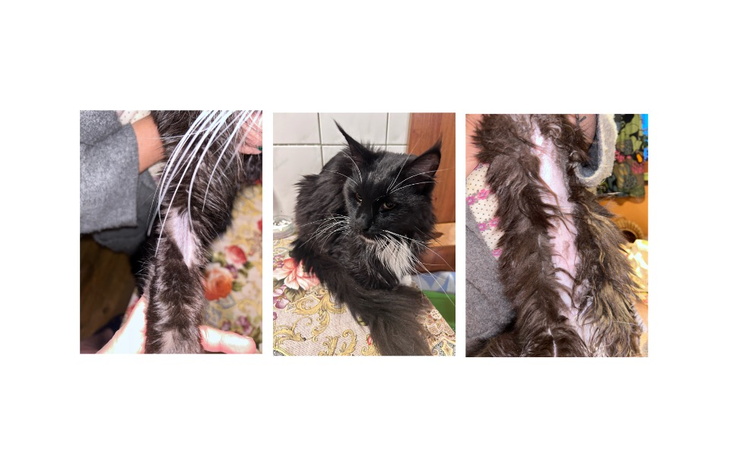 Zbiórka Pomoc Barbisiowi - zdjęcie główne