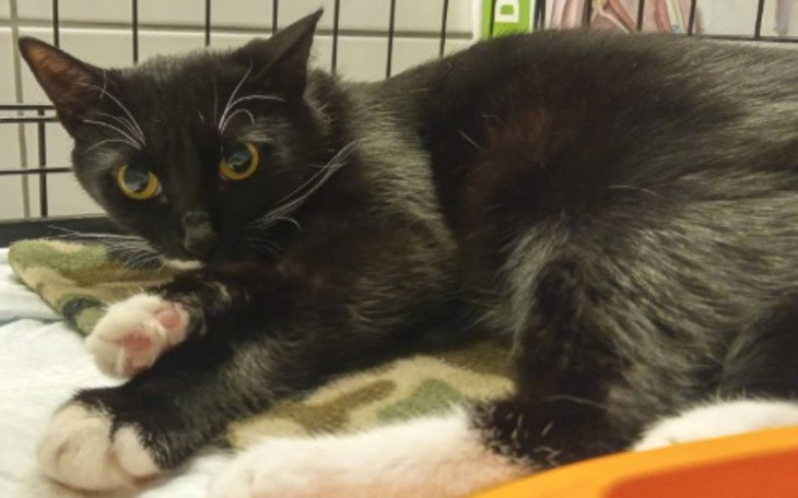 Zbiórka Czarka - kotka skazana na śmierć - zdjęcie główne
