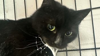 Zbiórka Wyrzucona przez okno przez swojego pana - miniaturka zdjęcia