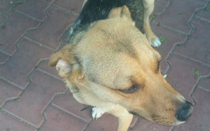 Zbiórka Druga szansa dla Oliwera - zdjęcie główne