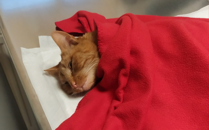 Zbiórka Na leczenie kota Czesia - zdjęcie główne