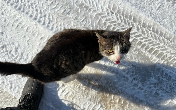 Kot na śniegu, patrzy w stronę kamery.