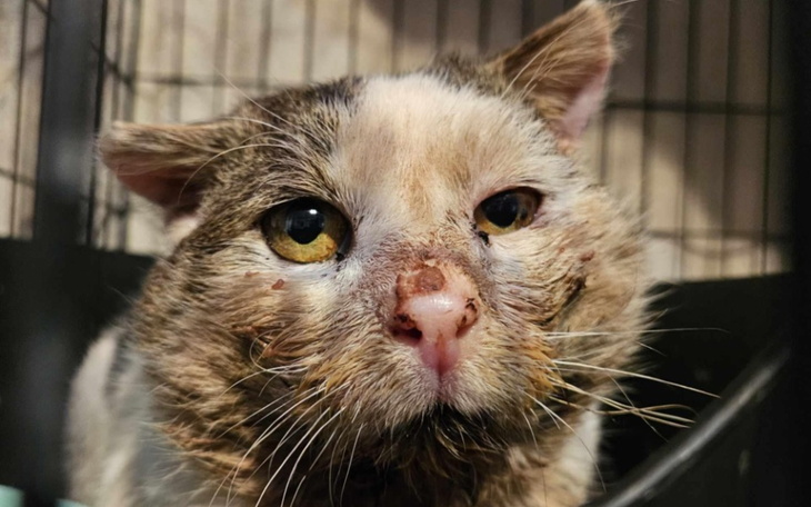 Kot z ranami na twarzy, potrzebujący pomocy i wsparcia.