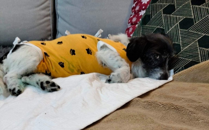 Zbiórka Leczenie Figi i Sziry - zdjęcie główne