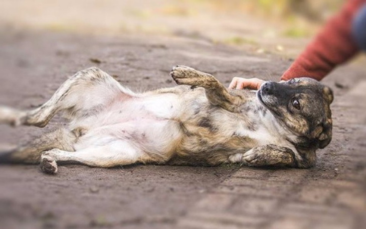 Pies leżący na plecach, cieszący się głaskaniem.