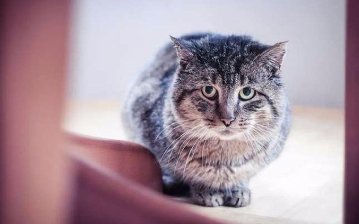 Zbiórka Bonifacy-FeLV i FIV to nie wyrok - zdjęcie główne