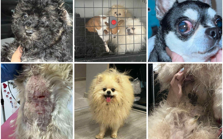 Kolaż zdjęć psów, pokazujący ich różnorodność i urok.