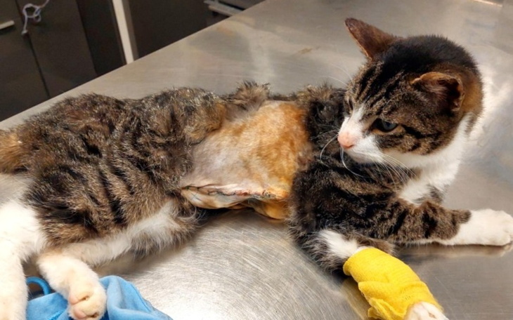 Kot z raną, leżący na stole w klinice weterynaryjnej.