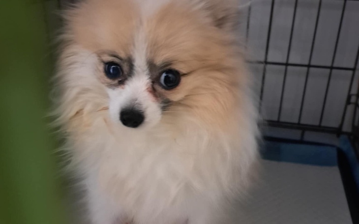 Piesek rasy pomeranian z dużymi oczami, wyglądający na nieco zmartwionego.