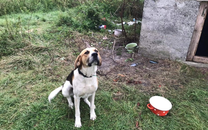 Zbiórka Kojec dla biednych porzuconych. - zdjęcie główne