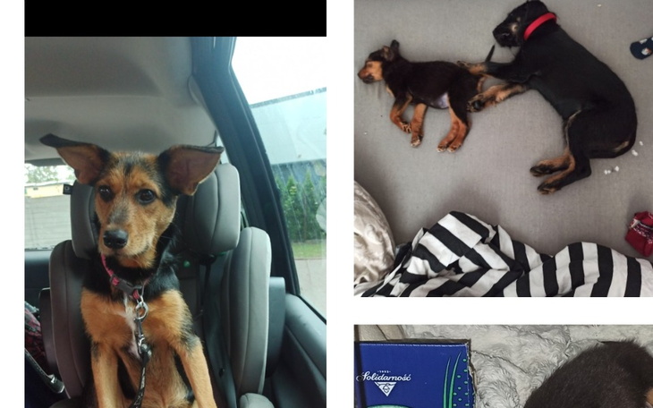 Dwa szczeniaki śpiące obok siebie w samochodzie.