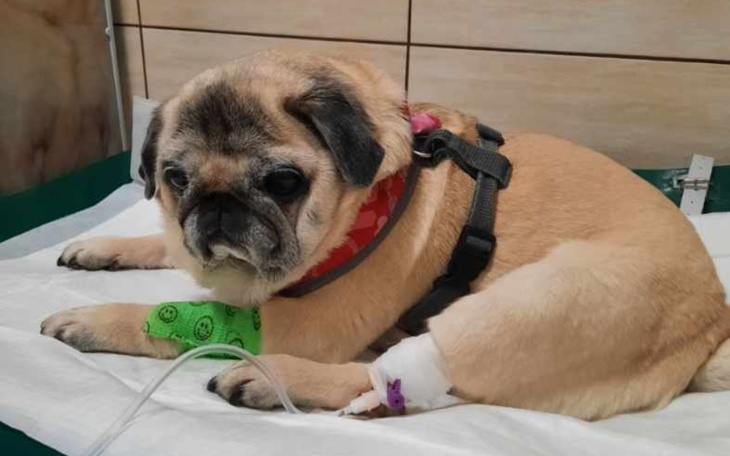 Zbiórka Ratuj mopsa - zdjęcie główne