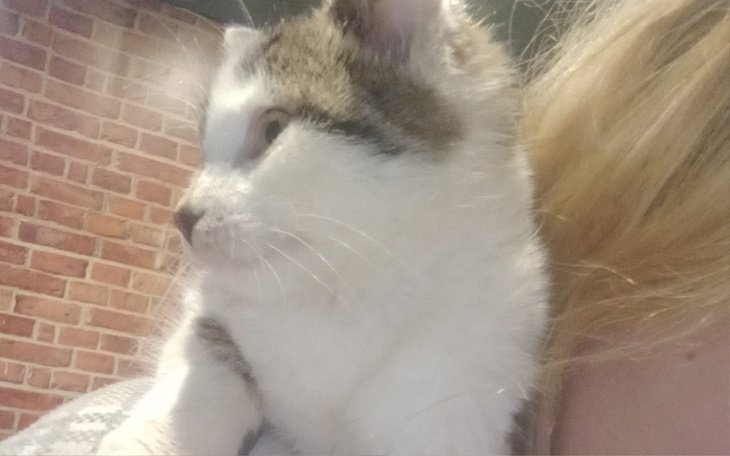 Zbiórka Ratowanie kotka - zdjęcie główne