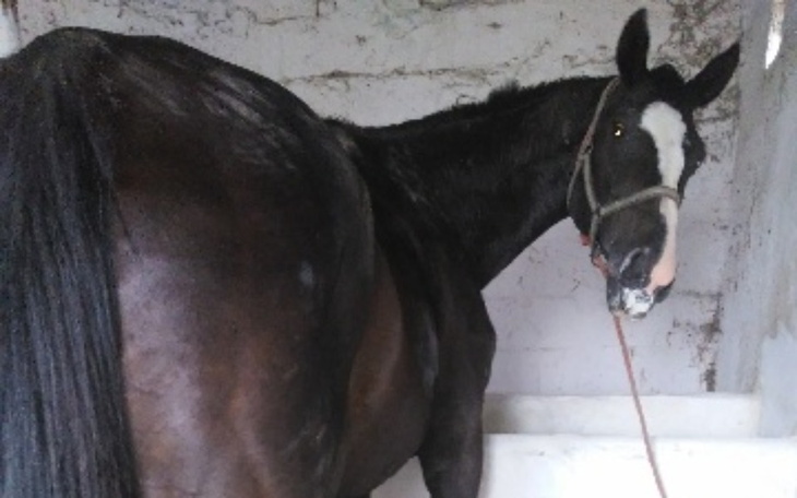 Zbiórka Oddany w łapy handlarza, na rzeź - zdjęcie główne