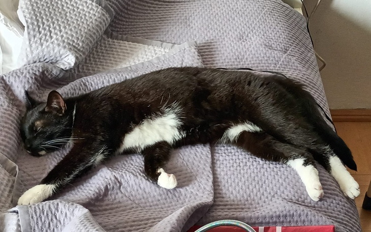 Zbiórka Życie kotki Balbiny zagrożone - zdjęcie główne