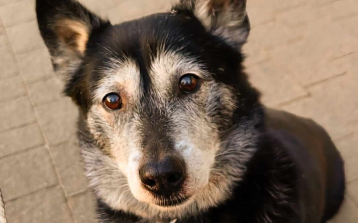 Pies z bliska, z wyrazistym spojrzeniem.