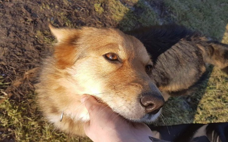 Zbiórka Właściciel umarł...została sama - zdjęcie główne