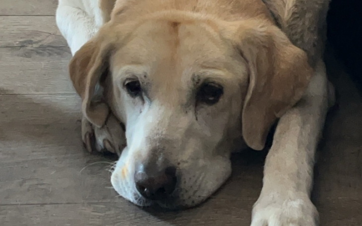 Zbiórka Zbieramy na operację dla Maksia - zdjęcie główne