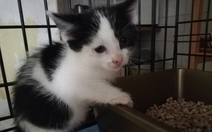 Zbiórka Kocięta Geloof, Liefde, Hoop - zdjęcie główne