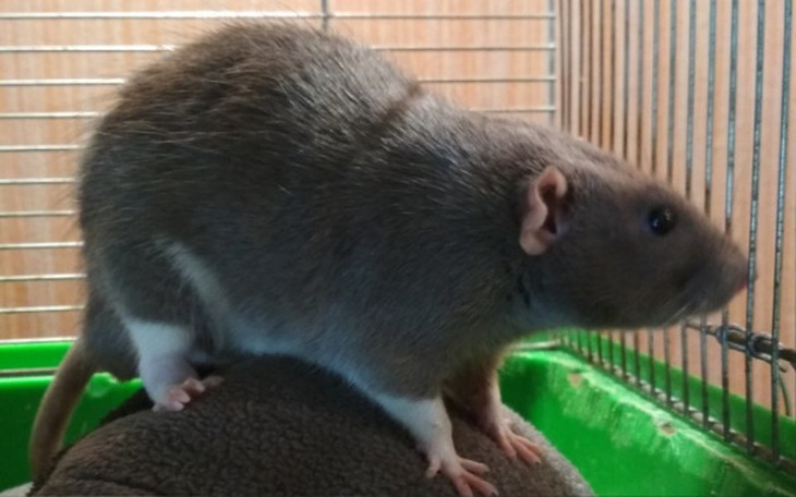 Zbiórka Leczenie szczurów z Ferajny - zdjęcie główne