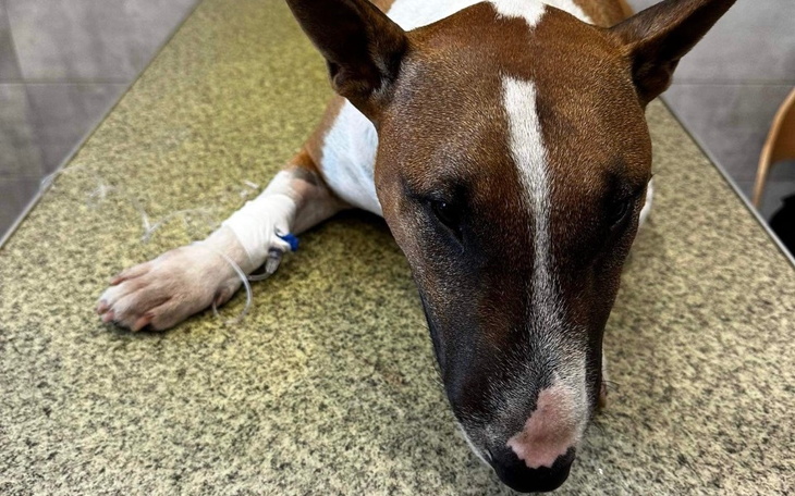 Zbiórka Pomoc dla Bourbona w leczeniu. - zdjęcie główne