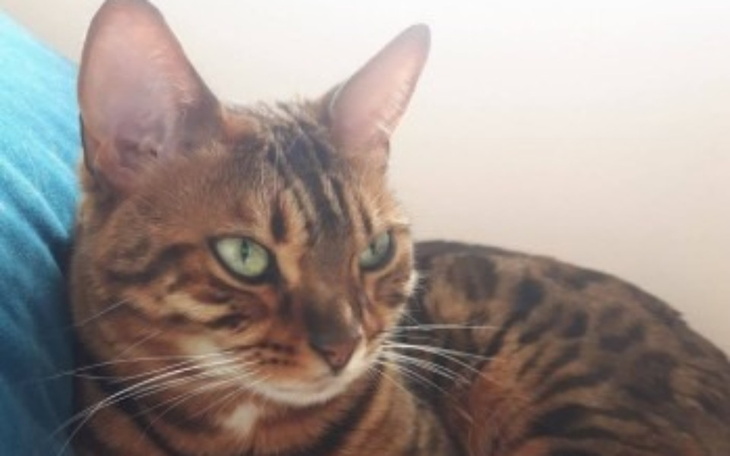 Zbiórka Pomoc dla Kotki Pusi - zdjęcie główne